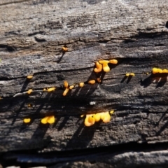 Dacryopinax spathularia (Dacryopinax spathularia) at Deakin, ACT - 5 May 2020 by JackyF