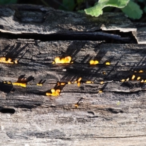 Dacryopinax spathularia at Deakin, ACT - 5 May 2020