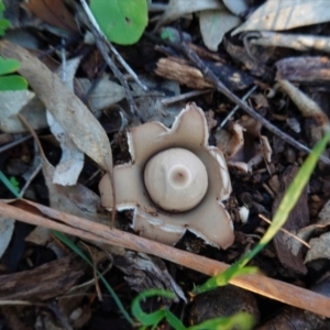 Geastrum sp. at Deakin, ACT - 5 May 2020 04:53 PM