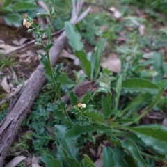 Hackelia suaveolens (Sweet Hounds Tongue) at Deakin, ACT - 5 May 2020 by JackyF