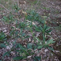 Hackelia suaveolens at Deakin, ACT - 5 May 2020