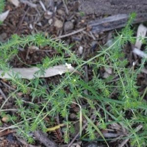 Asperula conferta at Deakin, ACT - 5 May 2020