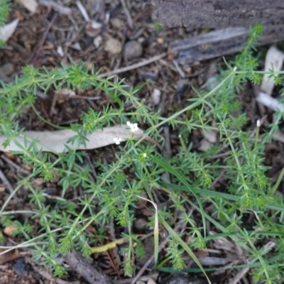 Asperula conferta (Common Woodruff) at Deakin, ACT - 5 May 2020 by JackyF