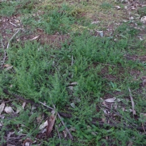 Asperula conferta at Deakin, ACT - 5 May 2020