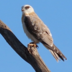 Elanus axillaris (Black-shouldered Kite) at Fyshwick, ACT - 28 Feb 2020 by roymcd