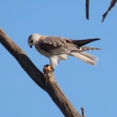 Elanus axillaris at Fyshwick, ACT - 28 Feb 2020