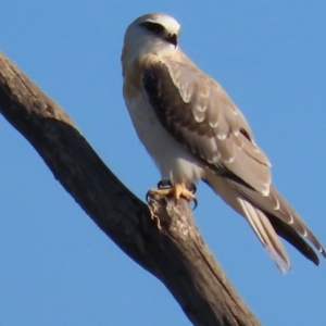 Elanus axillaris at Fyshwick, ACT - 28 Feb 2020