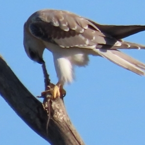 Elanus axillaris at Fyshwick, ACT - 28 Feb 2020