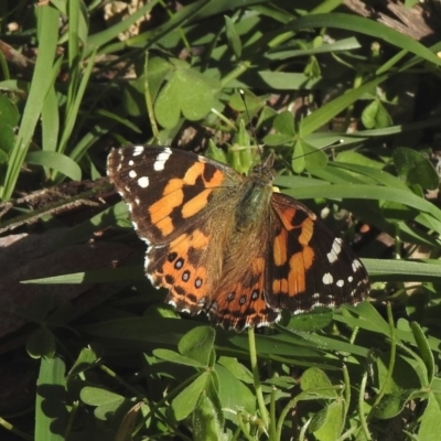 Vanessa kershawi (Australian Painted Lady) at Aranda, ACT - 5 May 2020 by KMcCue