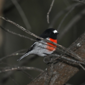 Petroica boodang at Majura, ACT - 2 May 2020