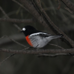 Petroica boodang at Majura, ACT - 2 May 2020 03:43 PM