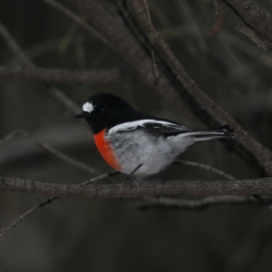 Petroica boodang at Majura, ACT - 2 May 2020