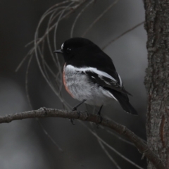 Petroica boodang at Majura, ACT - 2 May 2020 03:43 PM