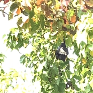 Pteropus poliocephalus at Nicholls, ACT - 5 May 2020