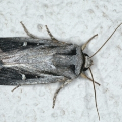 Proteuxoa undescribed species near paragypsa (A Noctuid moth) at Ainslie, ACT - 2 May 2020 by jbromilow50