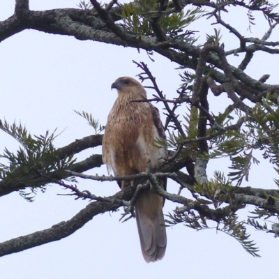 Haliastur sphenurus (Whistling Kite) at Bega, NSW - 6 May 2020 by MatthewHiggins