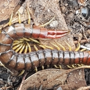 Cormocephalus aurantiipes at Holt, ACT - 6 May 2020