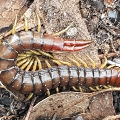 Cormocephalus aurantiipes (Orange-legged Centipede) at Holt, ACT - 6 May 2020 by trevorpreston