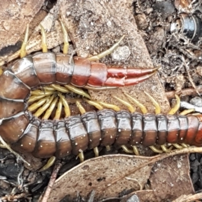 Cormocephalus aurantiipes (Orange-legged Centipede) at Holt, ACT - 6 May 2020 by tpreston