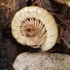 Diplopoda (class) (Unidentified millipede) at Latham, ACT - 6 May 2020 by tpreston