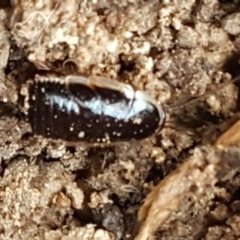 Drymaplaneta communis (Eastern Wood Runner, Common Shining Cockroach) at Latham, ACT - 6 May 2020 by trevorpreston