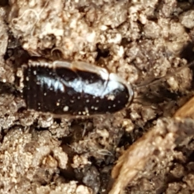 Drymaplaneta communis (Eastern Wood Runner, Common Shining Cockroach) at Latham, ACT - 6 May 2020 by trevorpreston