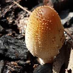 Coprinellus micaceus group at Latham, ACT - 6 May 2020 by trevorpreston