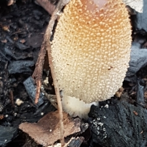 Coprinellus micaceus group at Latham, ACT - 6 May 2020