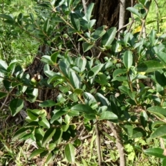 Ligustrum sinense (Narrow-leaf Privet, Chinese Privet) at Tuggeranong Hill - 6 May 2020 by Owen