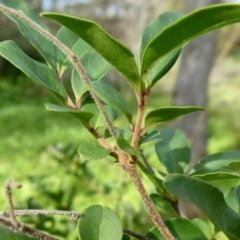 Ligustrum sinense at Theodore, ACT - 6 May 2020