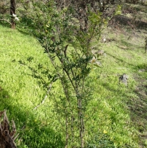 Ligustrum sinense at Theodore, ACT - 6 May 2020