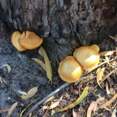 Unverified Fungus at Pambula Preschool - 1 May 2020 by elizabethgleeson