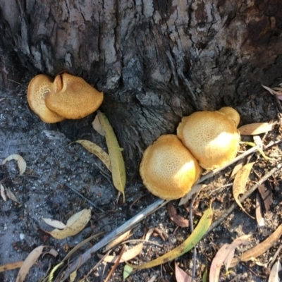 Unverified Fungus at Pambula Preschool - 1 May 2020 by elizabethgleeson