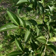 Ligustrum lucidum (Large-leaved Privet) at Tuggeranong Hill - 6 May 2020 by Owen