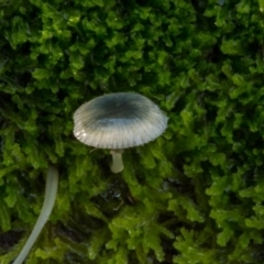 Mycena interrupta (Pixie's Parasol) at Cotter River, ACT - 5 May 2020 by Jek