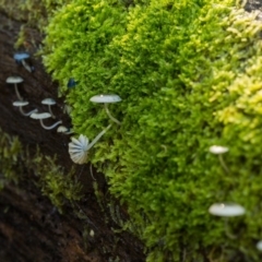 Mycena interrupta at Cotter River, ACT - 5 May 2020 01:20 PM