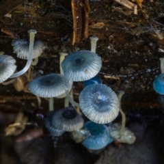 Mycena interrupta at Cotter River, ACT - 5 May 2020