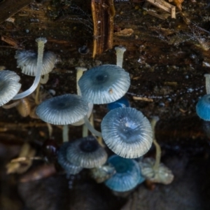 Mycena interrupta at Cotter River, ACT - 5 May 2020