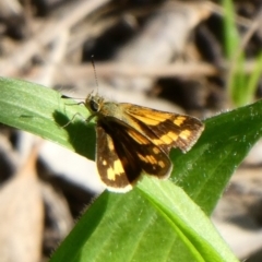 Ocybadistes walkeri (Green Grass-dart) at Tuggeranong Hill - 6 May 2020 by Owen