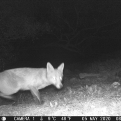Vulpes vulpes (Red Fox) at Tuggeranong Hill - 5 May 2020 by ChrisHolder