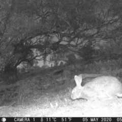 Oryctolagus cuniculus (European Rabbit) at Tuggeranong Hill - 5 May 2020 by ChrisHolder