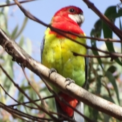 Platycercus eximius (Eastern Rosella) at Sth Tablelands Ecosystem Park - 6 May 2020 by JanetRussell