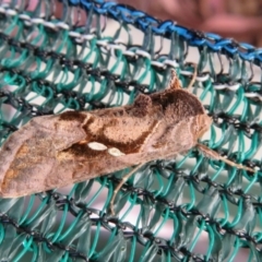 Chrysodeixis eriosoma at Flynn, ACT - 6 May 2020