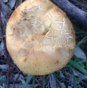 Phylloporus sp. at Garran, ACT - 3 May 2020