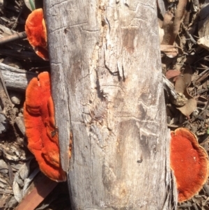 Trametes (old Pycnoporus sp.) at Deakin, ACT - 6 May 2020 12:38 PM