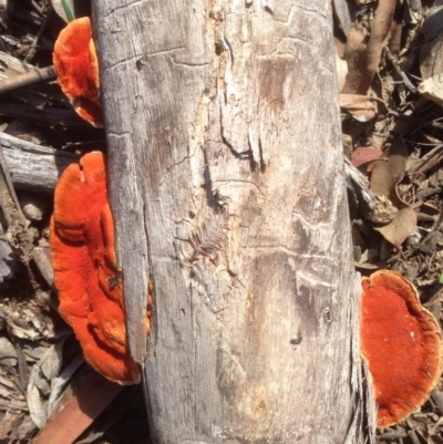 Trametes (old Pycnoporus sp.) (Scarlet Bracket) at Deakin, ACT - 6 May 2020 by jennyt