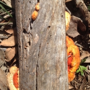 Trametes (old Pycnoporus sp.) at Deakin, ACT - 6 May 2020 12:38 PM