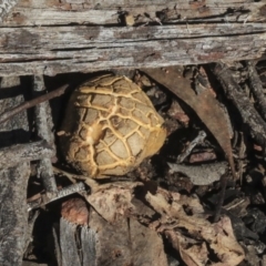 Scleroderma sp. (Scleroderma) at Bruce, ACT - 5 May 2020 by AlisonMilton