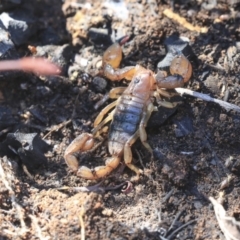 Urodacus manicatus at Point 5828 - 5 May 2020