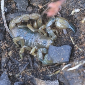 Urodacus manicatus at Point 5828 - 5 May 2020